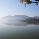 대흥 은행나무길 이미지