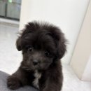 향기펫샵 이미지