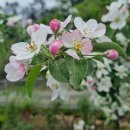 사과나무 꽃 이미지