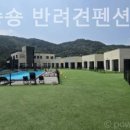 비비&숑숑반려견펜션