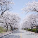 봄이야기 이미지