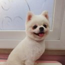 the 굿 dog 이미지