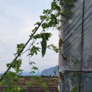 하모리-31 이미지