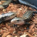 아산시생태곤충원 이미지