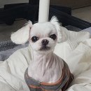 쿨펫 양·한방 동물병원 이미지