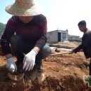 ﻿ 중국 고고학 발견 절강성 타이저우로교, 동진시대 도자기 가마터 9곳 이미지