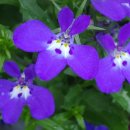 로벨리아(lobelia) 이미지