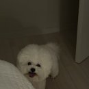 더펫샵 - 포항시 북구 새천년대로 1303 | 부산애견미용 잘하는 쁘띠몽펫샵 비숑 위생미용 후기