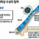 메로스(meros) 이미지