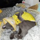 로지동물의료센터 이미지