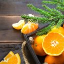 제주 살레 이미지