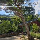 싱그러운청도로(여름) 이미지