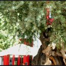 올리브나무 이미지