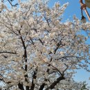 안양천 벚꽃 이미지