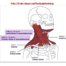 흉쇄유돌근 Sternocleidomastoid muscle(amazingly complex) 이미지