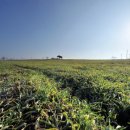 한강시민공원(화훼단지) 이미지