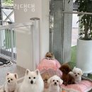 숭구리댕댕 이미지