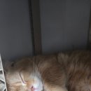 캣츠앤몬스터 이미지