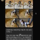행복하개키울고양 이미지