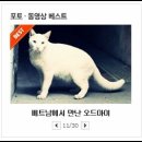 오드아이 티스토리