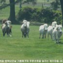 흥원목장 이미지