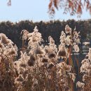 가림이 힐링 이미지