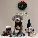 옐레드 애견유치원 & 애견호텔, 미용 안산고잔점 | 안산애견유치원 안산강아지호텔 프로그램이 다양한 옐레드 안산고잔점 추천해요~!