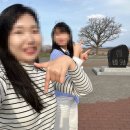 4월 삿포로 비에이투어 대만족후기 (청의연못, 흰수염폭포, 패치워크 로드_세븐스타나무)