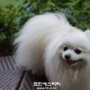 애견카페 포 이미지