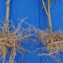 무궁화한의원 이미지