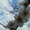지리산매화네