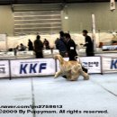 퍼피프린스 이미지