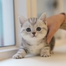 다가온동물병원 | 포항고양이분양 미유펫대구점 후기 🐾— 조용히 다가온 작은 고양이가 만든 새로운 일상