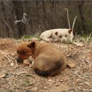 장원목장 이미지