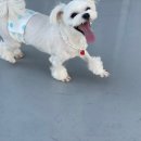 퍼피엔젤스 이미지