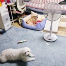 주식회사 엠엔 | 엠엔 저소음 DC선풍기 12단계 풍속 조절가능한 리모콘선풍기 사용후기