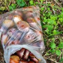 시몬농장 이미지