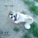쮸
