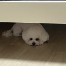 젤리댕댕이 이미지