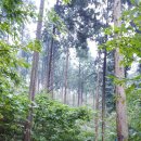 아리숲펜션 | 장성 축령산 휴양림