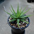 라두라다 이미지