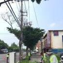 가로수