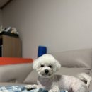 예쁘댕냥 이미지