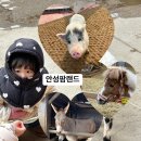 안성팜랜드 연속2주차 아기랑 다녀온후기