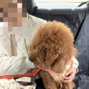 해피한 멍 네이버블로그