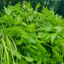 새순농장 이미지