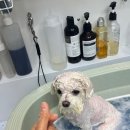 메모르드몽 이미지