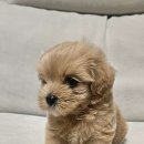 도그마루 강아지고양이 김해창원점 이미지