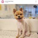 미소애견 미용실 이미지