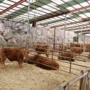 투머치목장 이미지